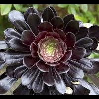 aeonium_arboreum.jpg