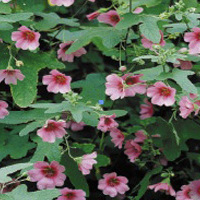 anisodontea_el_rayo_a.jpg