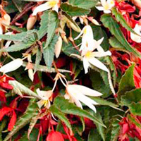 begonia_boliviensis.jpg