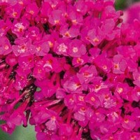 buddleia.jpg