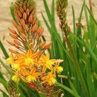 bulbine_frutescens.jpg