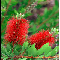 callistemon.jpg