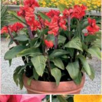 canna_tropical_collection.jpg