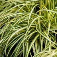 carex_evergold.jpg