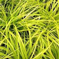 carex_everillo.jpg