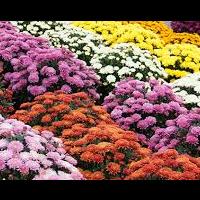 chrysantheme.jpg