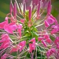 cleome.jpg