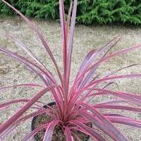 cordyline.jpg