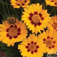 coreopsis.jpg