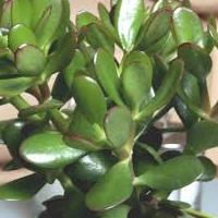 crassula.jpg