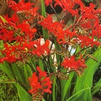 crocosmia.jpg