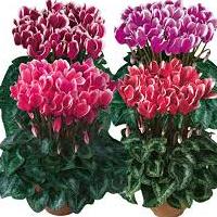 cyclamen_mini.jpg