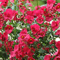 diascia.jpg