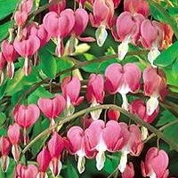 dicentra_spectabilis.jpg