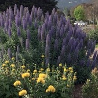 echium_candicans.jpg