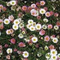 erigeron.jpg