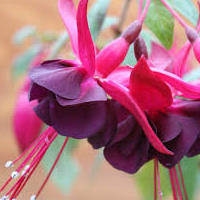 fuschia.jpg