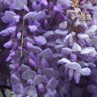 glycine.jpg