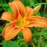 hemerocallis.jpg