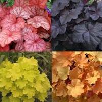 heuchera.jpg