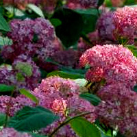 hortensia_arboressen.jpg