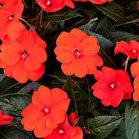 impat_sun_patiens.jpg