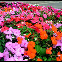 impatiens_waleriana.jpg