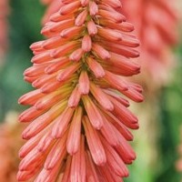 kniphofia.jpg