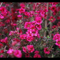 leptospermum.jpg