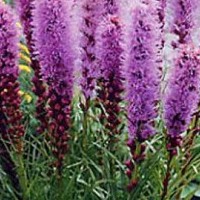 liatris_spicata.jpg