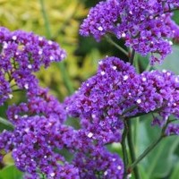 limonium.jpg