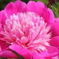 paeonia.jpg