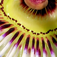 passiflora_caerulea_1.jpg