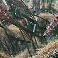 penissetum.jpg