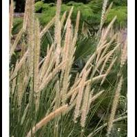 pennisetum_macrorum.jpg