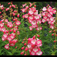 penstemon.jpg