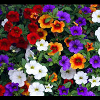 petunia_calibrachoa.jpg