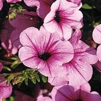 petunia_surfinia_pink_vein_suntosol.jpg