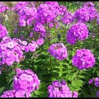 phlox_paniculata.jpg