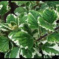 plectranthus.jpg