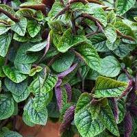 plectranthus_nico.jpg