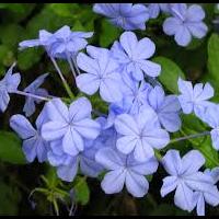 plumbago.jpg