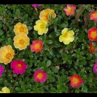 portulaca.jpg