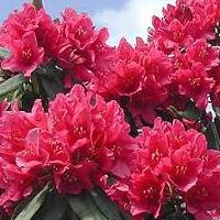 rhododendron.jpg