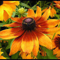 rudbeckia.jpg