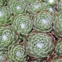 sempervivum.jpg