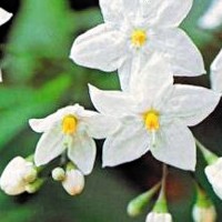 solanum_jasminoïdes.jpg