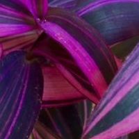 tradescantia.jpg