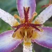 tricyrtis.jpg